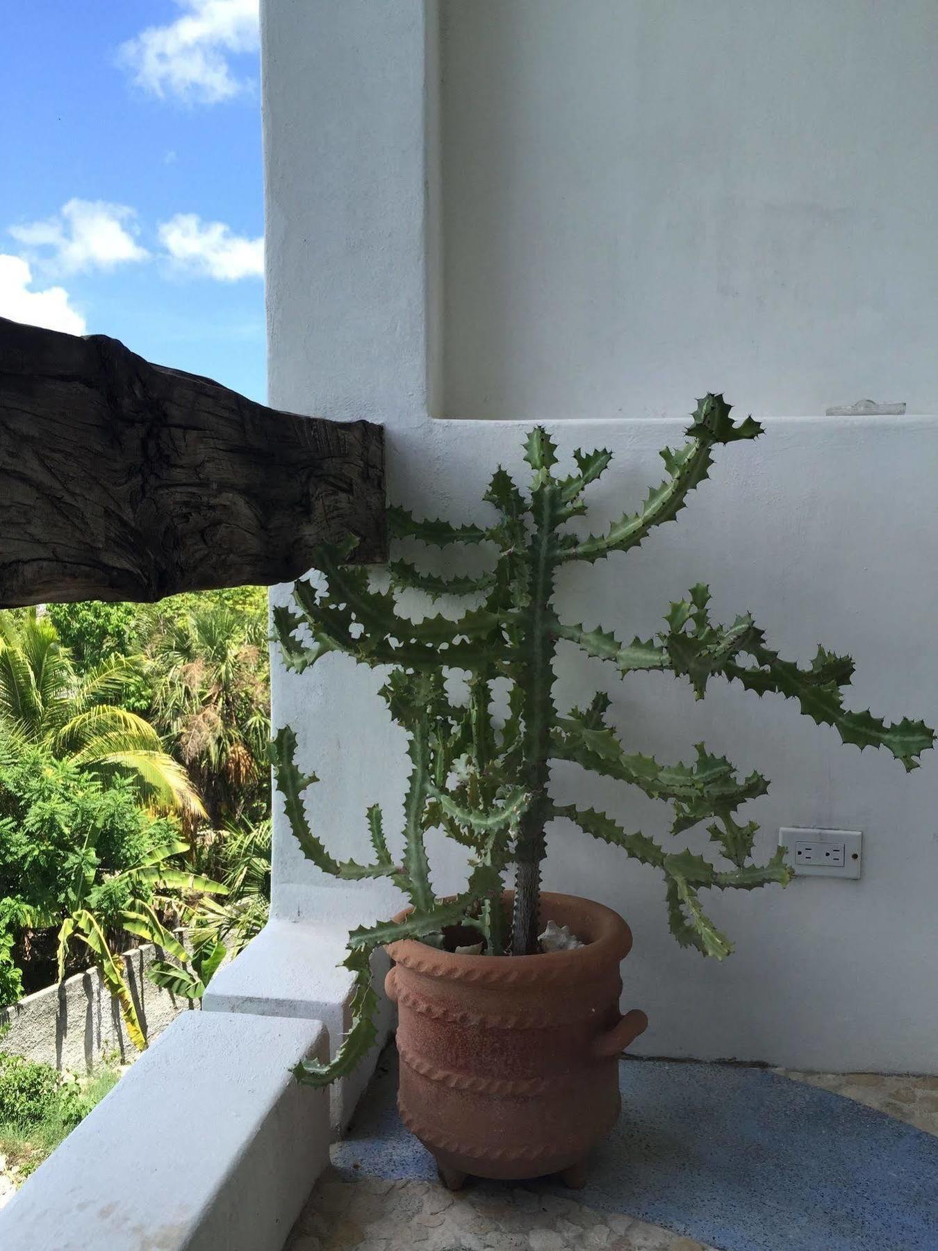 ホテル Mi Casa En コスメル エクステリア 写真